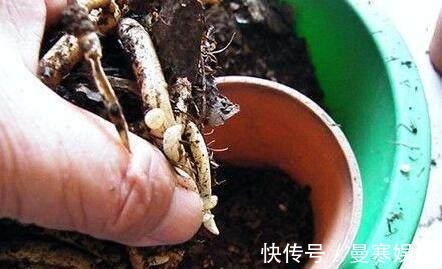 堆肥土|君子兰,四季海棠以下养殖,花苞一波接一波,叶茂花艳花开不断