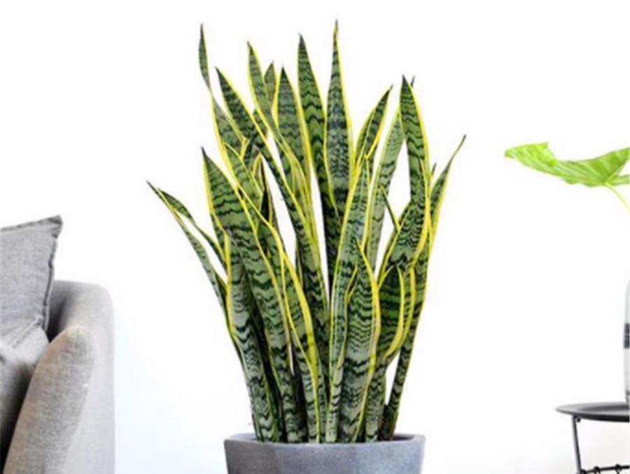 叶子|夏天虎皮兰有“4怕”，难怪叶片化水还烂根，学会了叶子肥新芽多