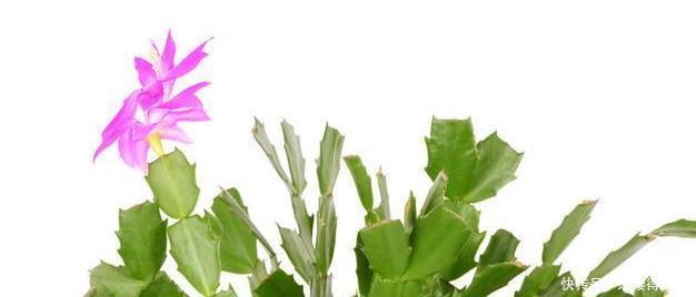 茎叶|蟹爪兰又名锦上添花,有很高的园艺观赏价值,那她的花语是啥