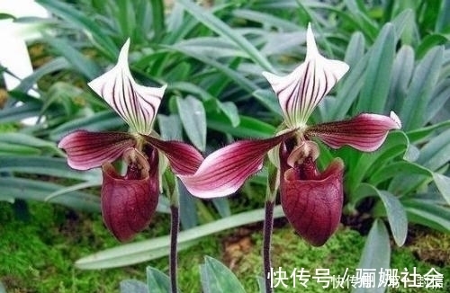 莲瓣兰|兰花的品种有很多，有的很名贵，你见过的有几种？