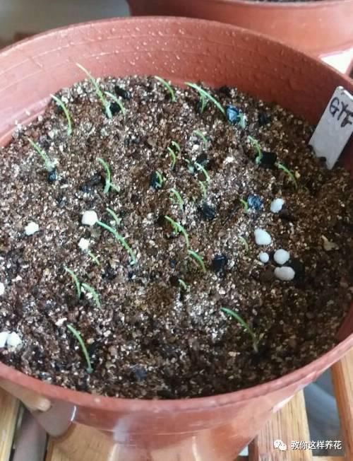 这种球乱养都能活,丢盆里1个月开花,开花太惊艳