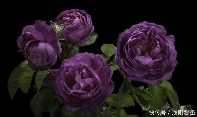 4种生长很快,又耐寒的花,打造花墙别错过!