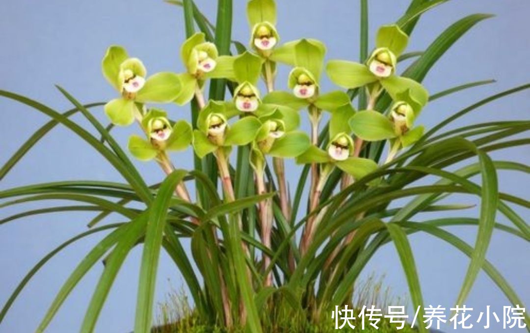 植株|5种花卉，需要“冻一冻”，才能开出漂亮的花朵