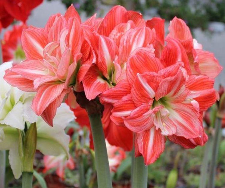 花期最长的“4种花”,一年四季开不停,美爆阳台