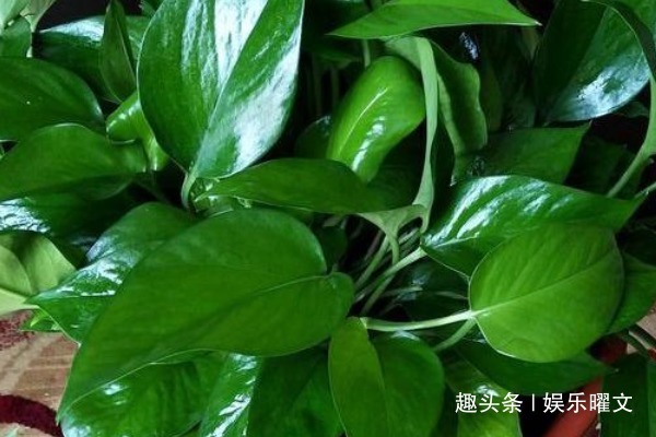 爱“喝油”的几种花,懒人都能养,1勺油什么问题都可以解决!