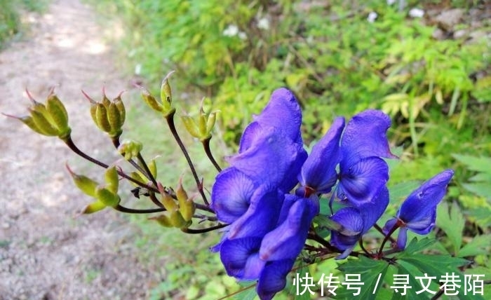 关公刮骨疗伤就是中了它的毒,山上很常见,遇到需谨慎!