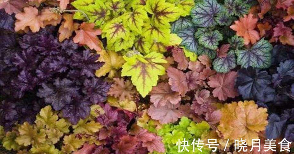 家里光线差,适合养这三种植物,养护简单,3个月就爆盆