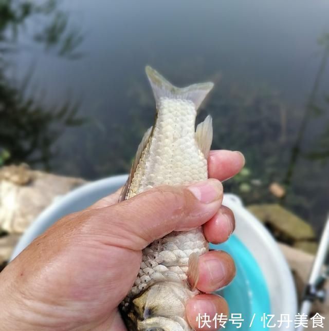 大鱼|高温天,钓大鱼先克服这些“难题”,不是我吹,渔获瞬间猛增几倍
