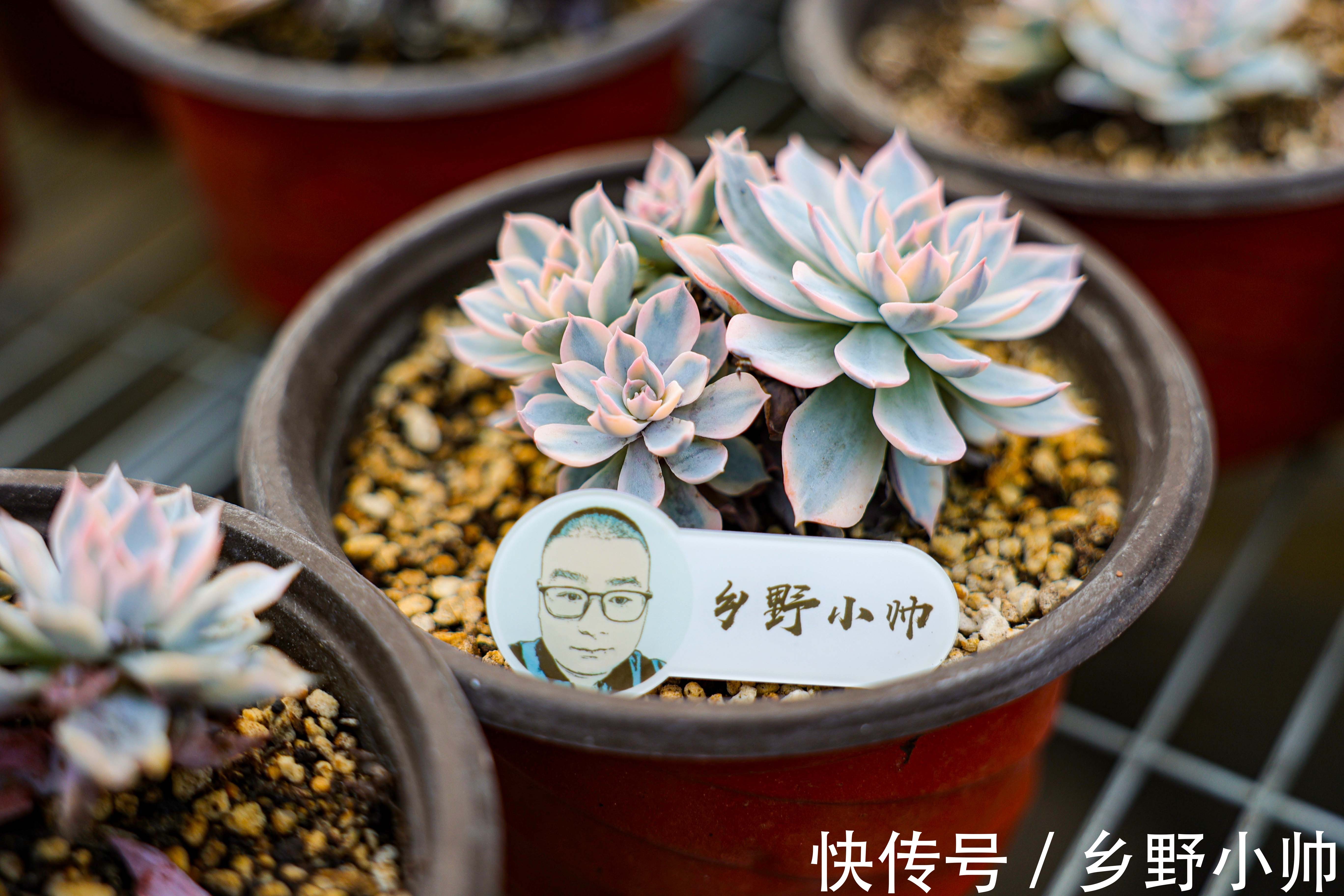 视频引发热议,小帅介绍皮氏锦正确养护姿势 ,四季都在生长的多肉