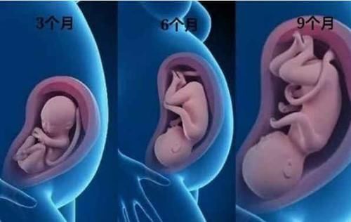生长|胎儿在21--24周的生长是怎样的？孕妈别错过，多了解多开心