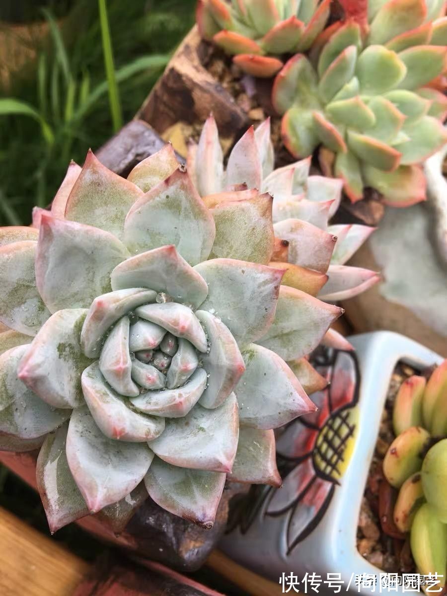 新手养多肉,这6个品种非常不错,先学着养活,不要买太多