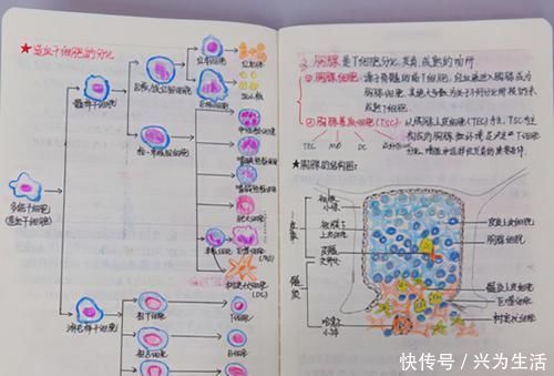 知识点|老师给笔记打分，第一名让人惊艳，看到最后一名：重记一遍