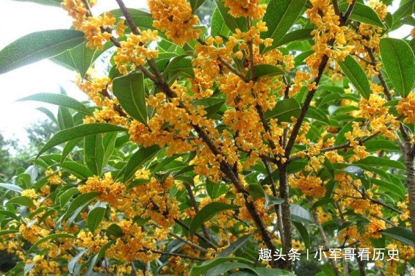 此花是奥林匹克的冠军头冠 是一位美丽天使的化身 寓意着和平 快资讯 此花是奥林匹克的冠军头冠 是一位美丽天使的化身 寓意着和平 快资讯