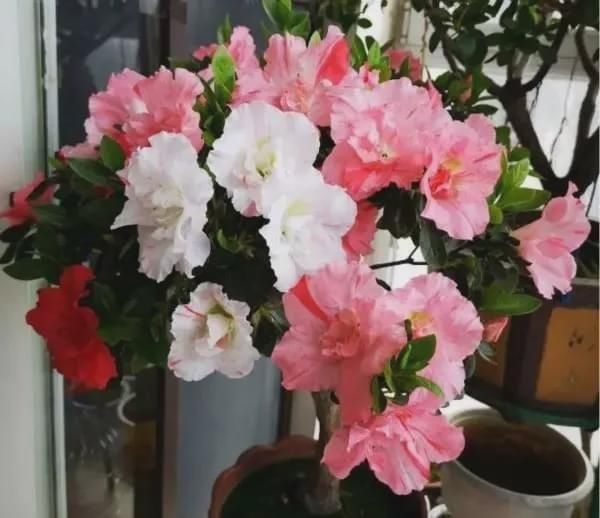 有暖气的地方,我建议你在室内养这6种花,整个冬季天天有花赏