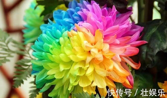 生长期|自从知道“3个”小妙招，再也不愁夏天菊花养不好！开花爆盆好养