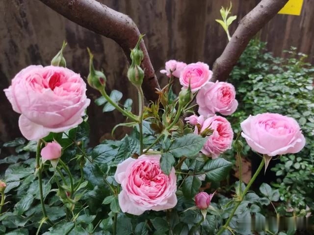 圆滚滚的绣球,瀑布般的花墙,这届花友也太会种花了吧