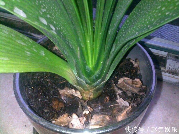 根系|春夏秋冬养君子兰,浇水各不相同,“诀窍”在手,开花成“群”