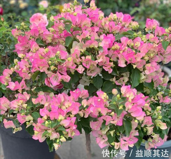 植物|三角梅长寿花不开花？用点“小手段”，催出满盆花苞，就是欠修理