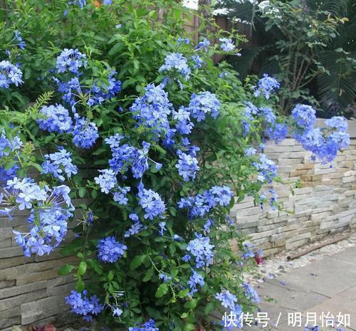 4种漂亮花,一样的喜好,同时管理不要偏心,开出小花园!