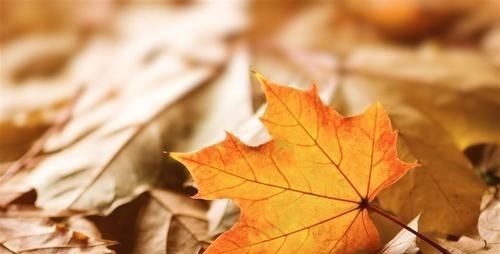 一回醉#苏轼一首悲秋词,道尽人生悲凉,让人叹息,人到中年方能明白