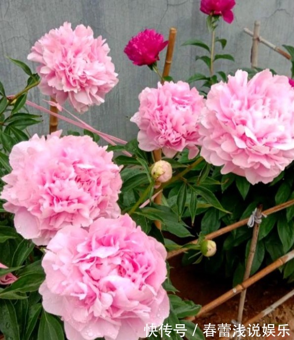 花型|最漂亮的“草本花卉”,花朵跟牡丹花一样漂亮,很值得养,别忽略