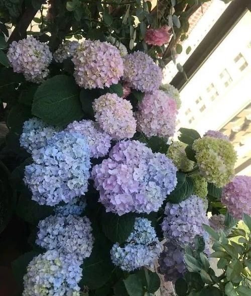 “最累”的8种花,花开连续几个月,一次开花几百朵!