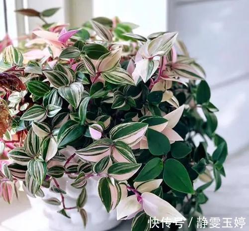 居家养花，推荐你养这3种，摆一盆大气上档次，值得拥有