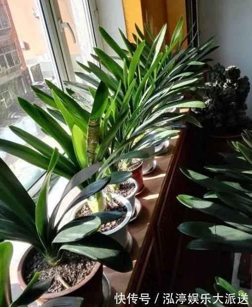 口诀|养君子兰,记住5个小口诀,养一盆旺一盆