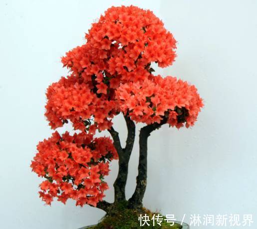 盆景|夏季养杜鹃花盆景，只做一件事，来年开花爆盆造型美，好看要行动