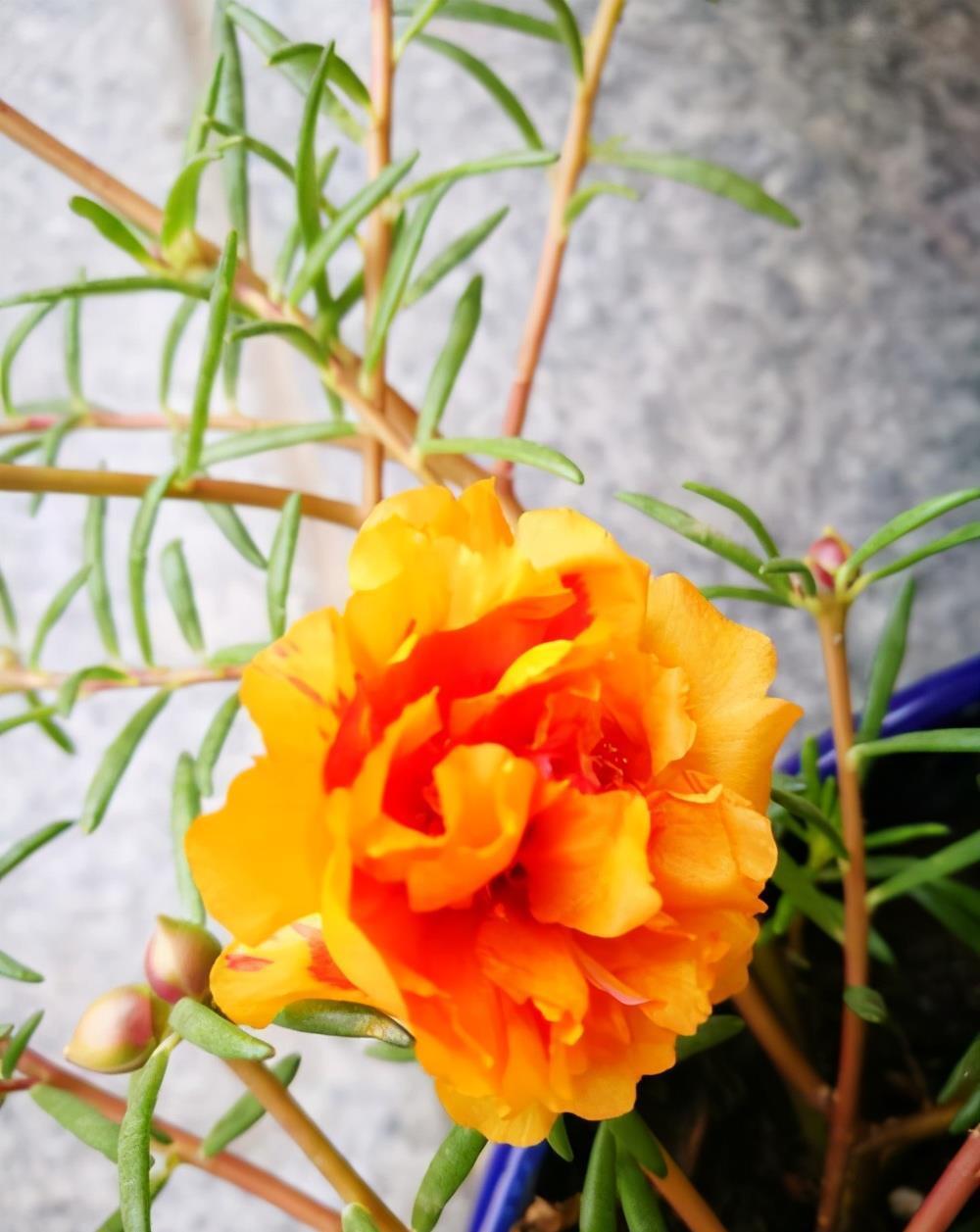 6种易爆盆的花,有哪些妙招,养护过程要注意什么?