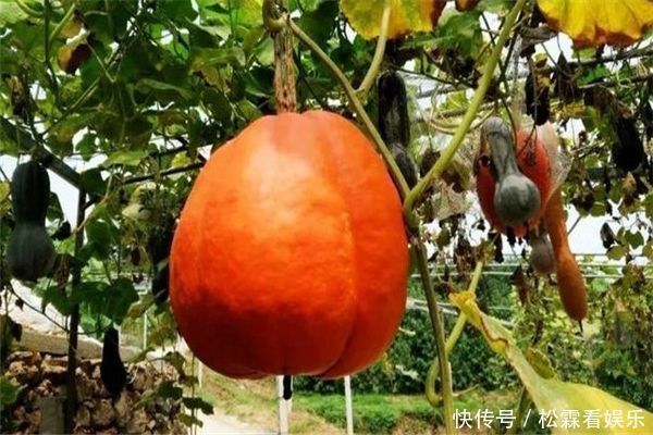 食用价值|立秋后,三种蔬菜再穷不放过,腰不疼,腿不酸了,视力提高了