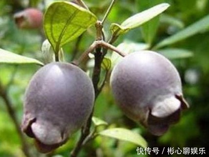 药剂|助阳补阴，明目壮肾的乌饭子，农民掌握种植要点，收获高产乌饭子