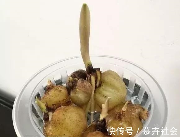 支撑架|3种花养不好“别放弃”,直接扔水里,10天就生根,比绿萝还好养