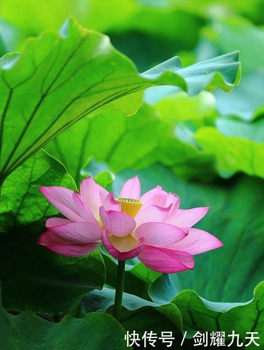 充满正能量的人生哲理语录,精辟透彻,让人幡然醒悟!