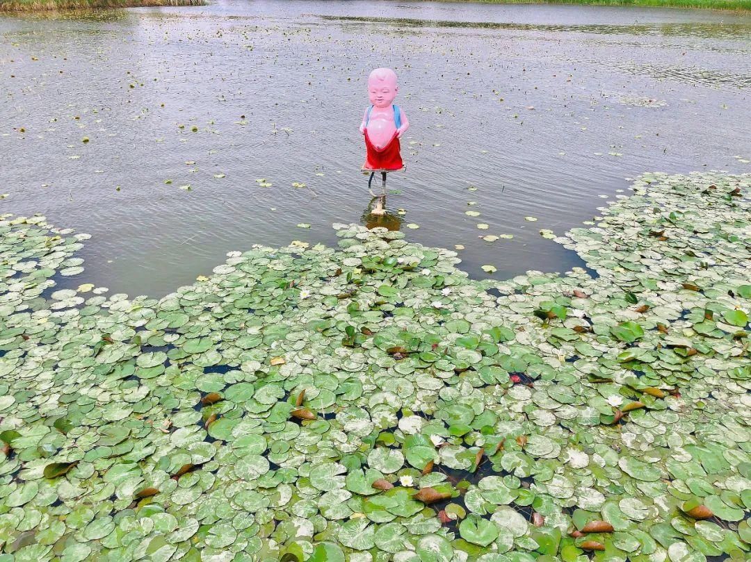 白银黄河湿地公园|正是赏莲好时机！白银黄河湿地公园睡莲盛开美如画，别错过哦！