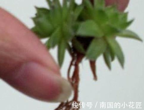 休眠|多肉植物养不活,扔水池里3天,自己生根长叶,原来还能这么养