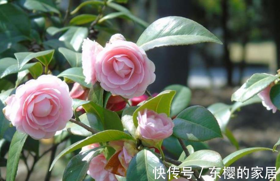 三角梅|夏天“富养”的4种花,越热越要补“大肥”,才能开花一茬接一茬