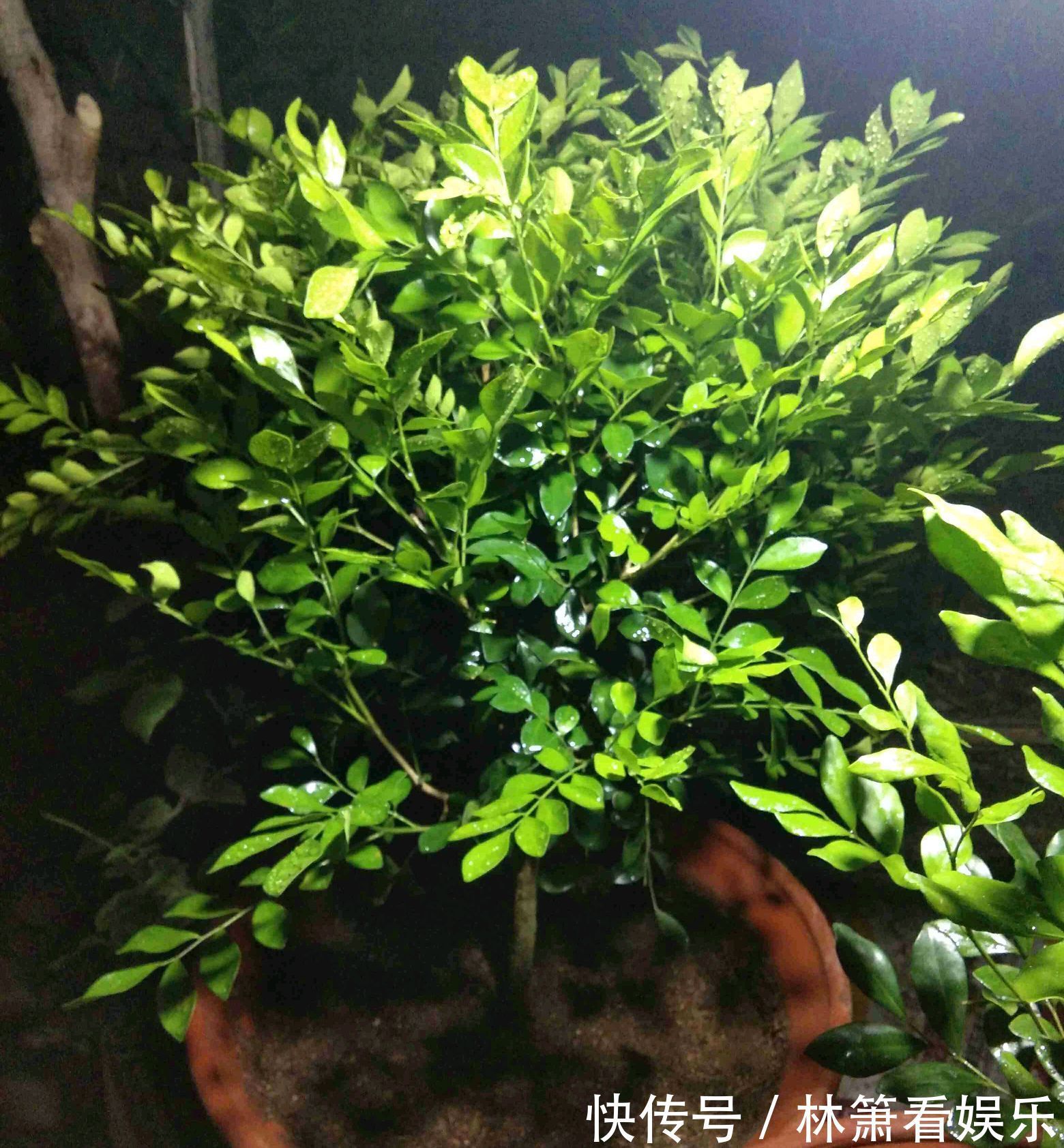 九里香移栽上盆老是黄叶掉叶走出6个误区，根旺叶茂明年开花多