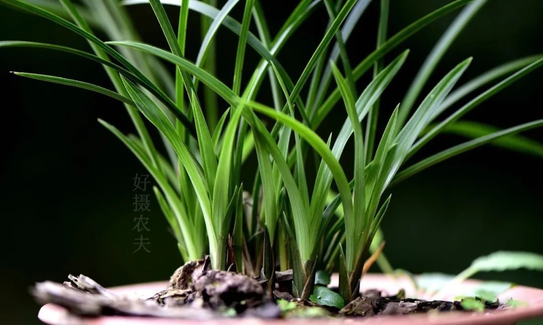 兰花浇水,“干透再浇”和“想浇就浇”,哪个更好?