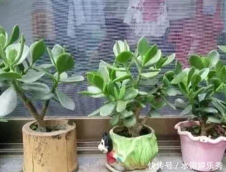 “4种树”再贵也别买,用1根枝插土里,30天就生根,一盆变多盆