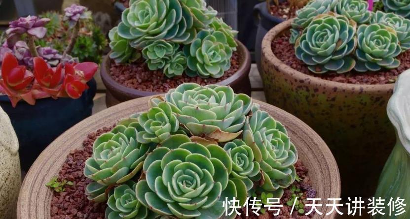 多肉玉蝶|养多肉玉蝶,觉得度夏、养成老桩不易?学会这些,其实不难