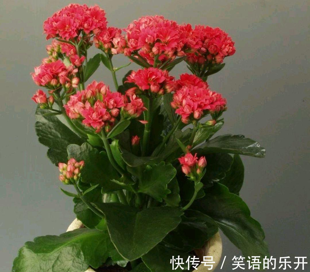 长寿花一直没花苞，啥原因，咋解决