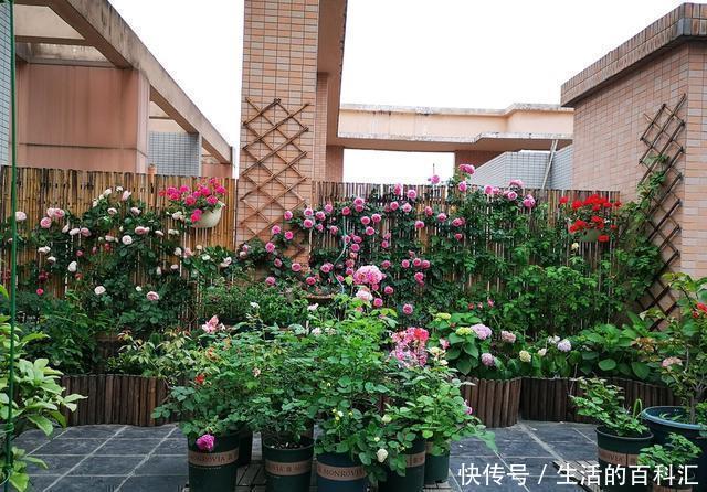 鸡粪|听老花匠说:用3种肥料养花,养啥旺啥,关键不要嫌脏