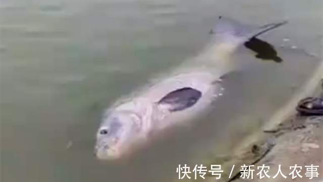 湖北一男子盘黑坑，意外钓起126斤的大青鱼，塘主直言：镇塘之宝