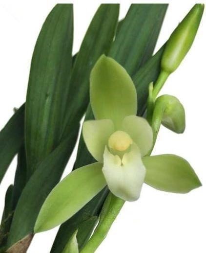 性价比|被誉为矮种至尊之王的矮种兰花,花瓣素雅,花叶挺拔,性价比极高