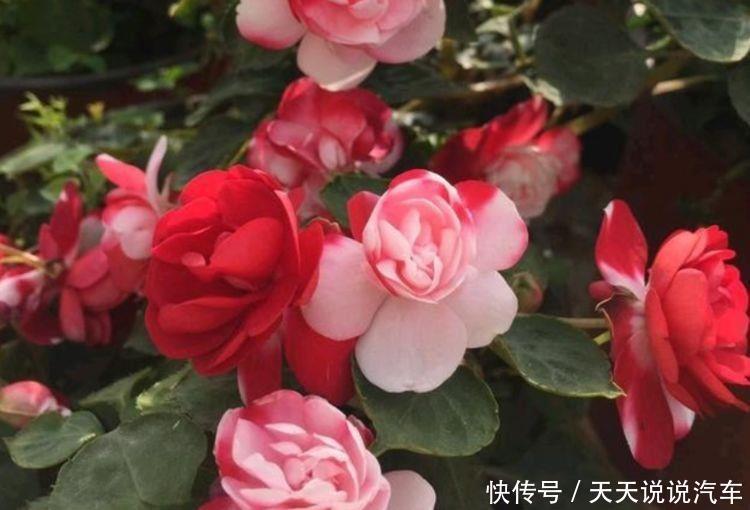 几种植物养在阳台,轻松开出花海,好养又漂亮,一养就上瘾