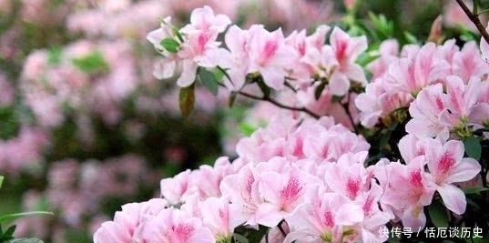 小诗#苏轼饶有趣味的一首小诗,却是存在着争议,认为作者另有其人!