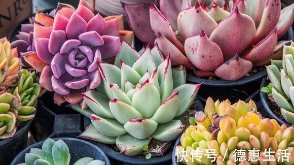 浇水|这16种花冬天越浇越死,3个月不管,反而长高个