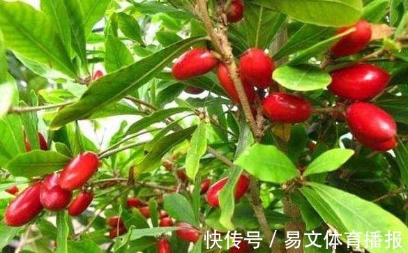 扦插|神秘果美颜瘦身、排毒通便,掌握高产要点,收获吃不完的神秘果