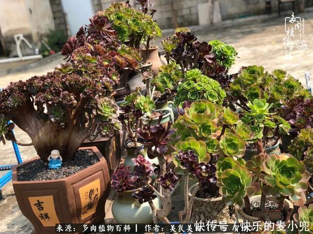 多肉，一位来自神奇大自然的良师益友！